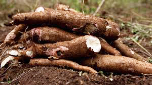 root and tuber2