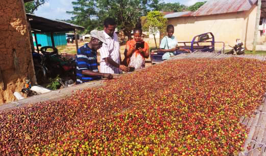 Drying of the unsorted coffee cherries after<br/> harvesting Image