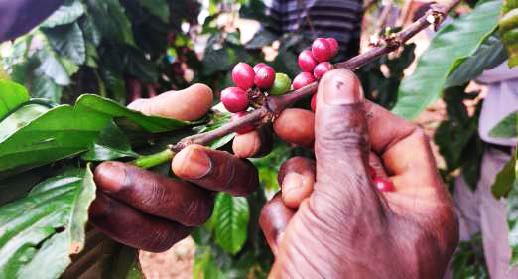 A coffee farmer in Adomfe demonstrating the <br/>picking method of harvesting coffee cherries Image
