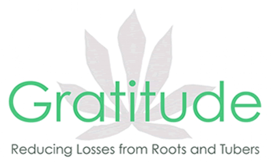 GAINS FROM LOSSES OF ROOT AND TUBER CROPS (GRATTITUDE)